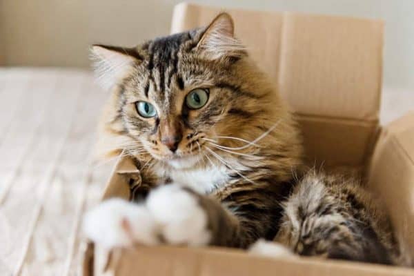 Man erkennt eine Katze im Karton.