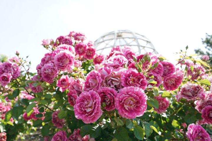 Man sieht pinke Rosen im Garten.