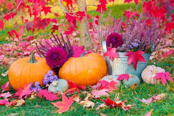 Man erkennt eine bunte Herbst Dekoration im Garten - Kürbisse, Blumen und Herbstlaub