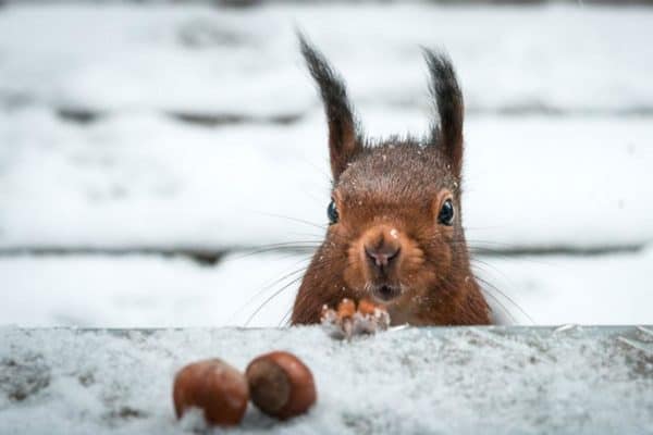 Ein Eichhörnchen schaut im Schnee auf eine Futterstelle voller Nüsse