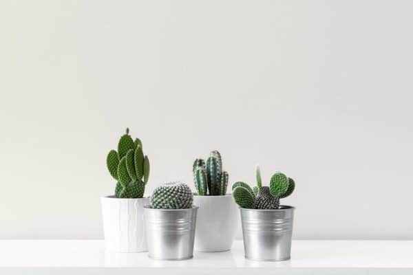kaktus-modern-dekor-dokorativ-modern-schlicht-schön-pflanze-wohnung