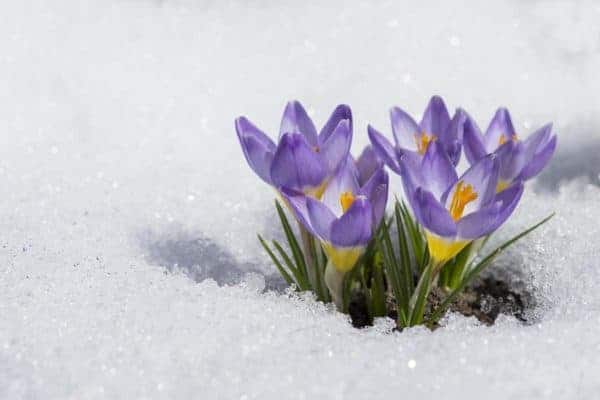 winter-snow-flowers-krokus-garten