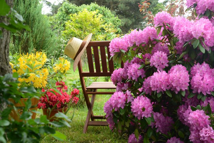 Man erkennt lila farbene Blumen und einen Holzstuhl.