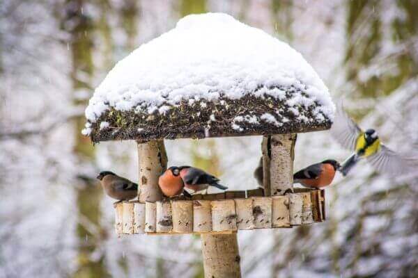 Vögel in einem verschneiten Vogelhaus