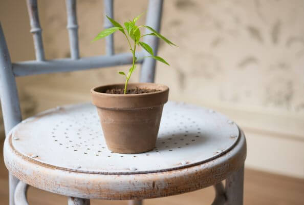Pflanze in Aussaattopf steht auf einem Sessel