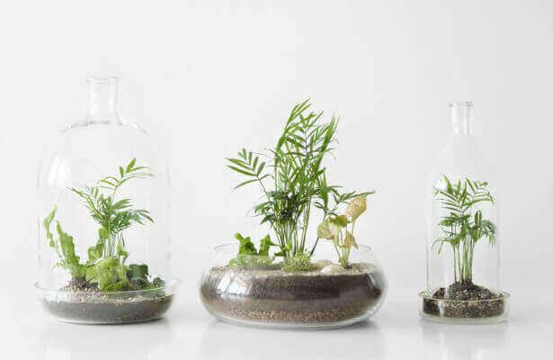 drei grüne Pflanzen Glasgefäßen, geschützt durch eine Glaskuppelflasche auf weißem Tischhintergrund, kleine DIY-Gärten im Glas