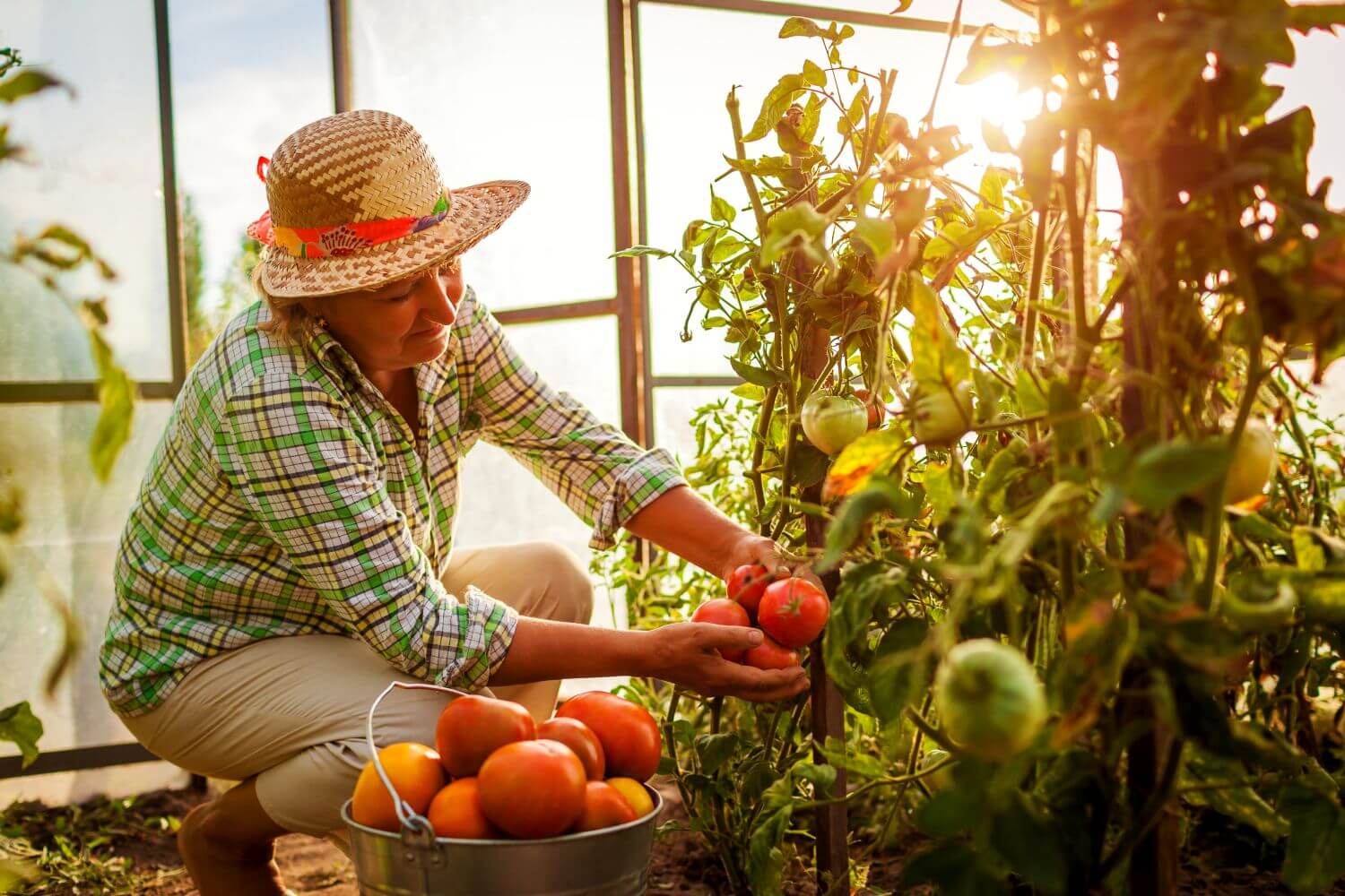 Frau erntet Tomaten in Gewächshaus, vor ihr ein Kübel voll mit roten Tomaten, im Hintergrund sieht man die Sonne ins Gewächshaus scheinen