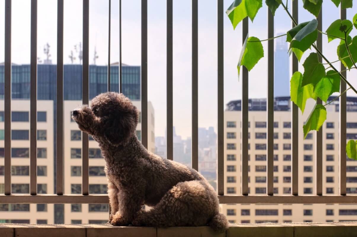 kleiner schwarzer Hund sitzt am Balkon, im Hintergrund Hochhäuser