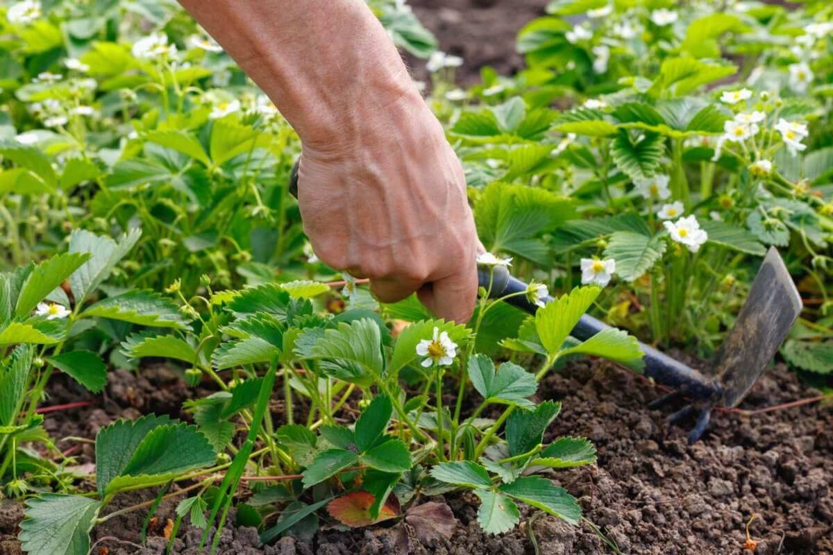 Grünes Erdbeerfeld, Gärtner sticht mit Hacke den Boden locker