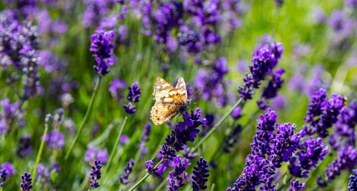 Violetter Lavendel mit gelbem Schmetterling