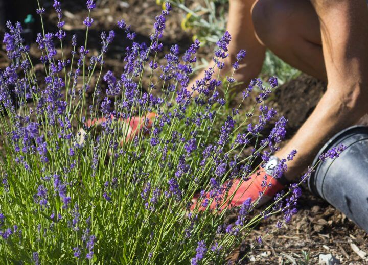 Gärtnerin mit Gartenhandschuhen kniet vor Lavendel