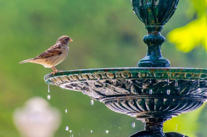 Man erkennt einen Vogel, der auf einem Wassertrank sitzt.