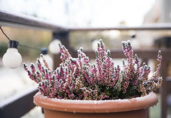 Pflanze auf Balkon im Winter, im Hintergrund Lichterkette