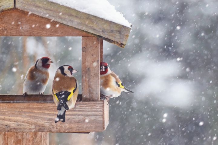 Drei Finken sitzen in einem Vogelhaus aus Holz während es stark schneit