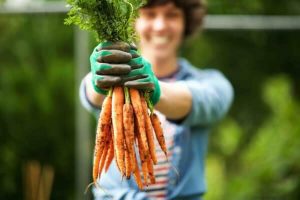 Ostern: junger Mann hält selbst geerntete Karotten