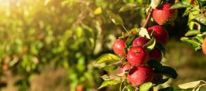 Gartenarbeit: rote Äpfel hangen an Ast