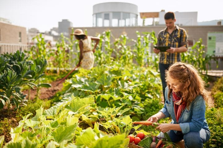 Urban Gardening: 3 Personnen kümmern sich am Dach eines Haus um ein Gemüsebeet