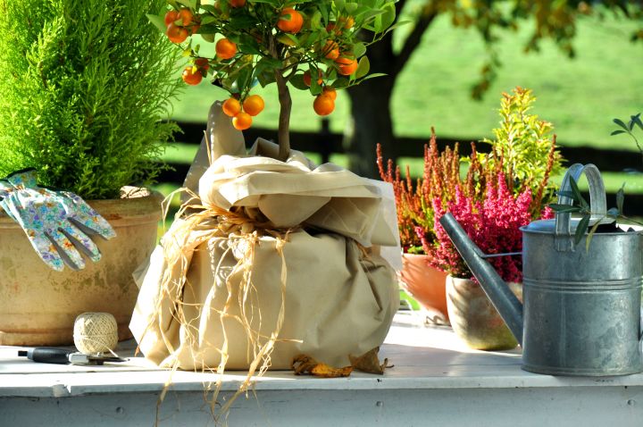 Kleiner Orangenbaum in Topf steht auf Gartentisch. Als Frostschutz ist ein Jutesack um den Topf gebunden. Daneben liegen Gartenwerkzeug und Gieskanne