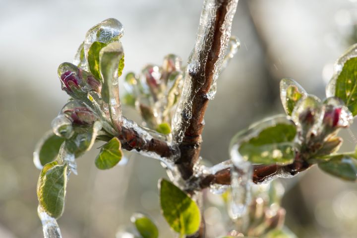 Kleiner Ast mit grünen Blättern und roten Knollen. Durch Frost ist der Ast mit Eisschicht bedeckt
