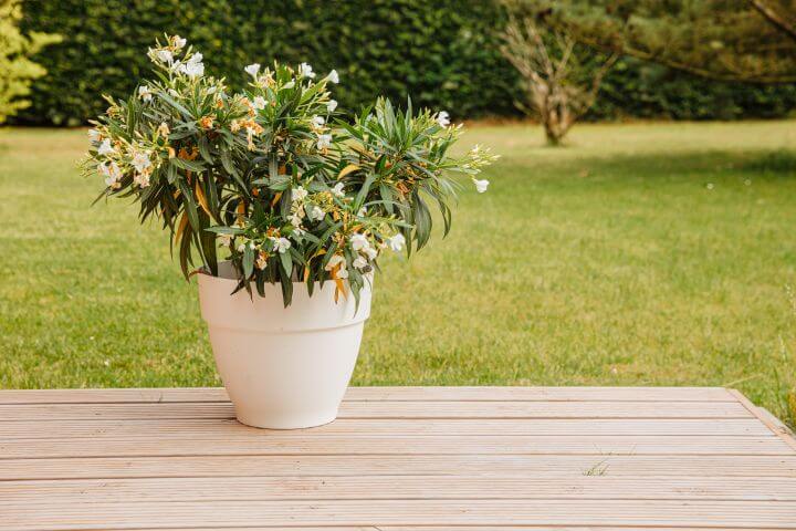 Oleander schneiden: Oleander in Tontopf steht auf einer Terrasse