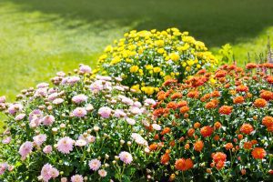 bunter Strauch Chrysanthemen im Garten als Herbstpflanzen