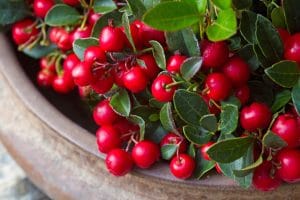 Strauch roter Scheinbeeren in Tongefäß als Herbstpflanze
