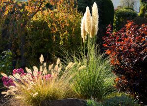 Lampenputzergras und weitere Ziergräser im Garten als Herbstpflanzen