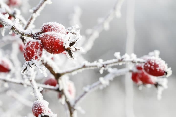 Garten winterfest machen: Hagebutten-Ast ist mit Frost und Schnee bedeckt