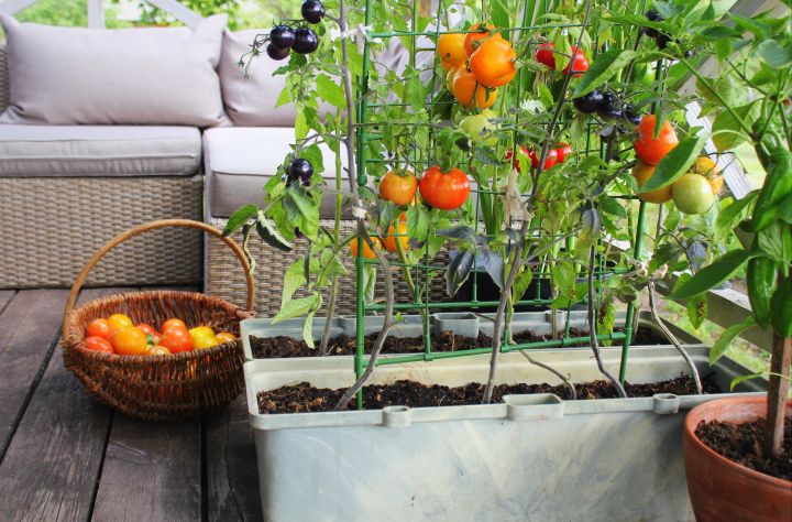Container mit Tomaten in rot, gelb und schwarz, auf Balkon mit Korb in dem Tomaten liegen daneben