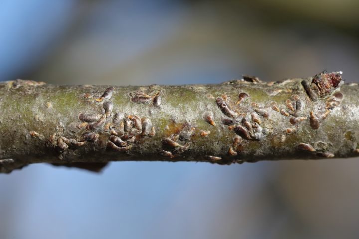 Schädlingsbefall an einem Ast in Nahaufnahme