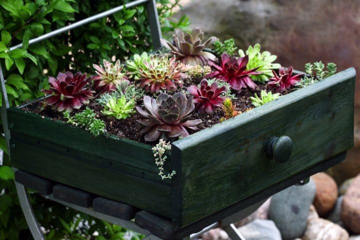 Eine alte Schublade, in der verschiedene Blumen wachsen