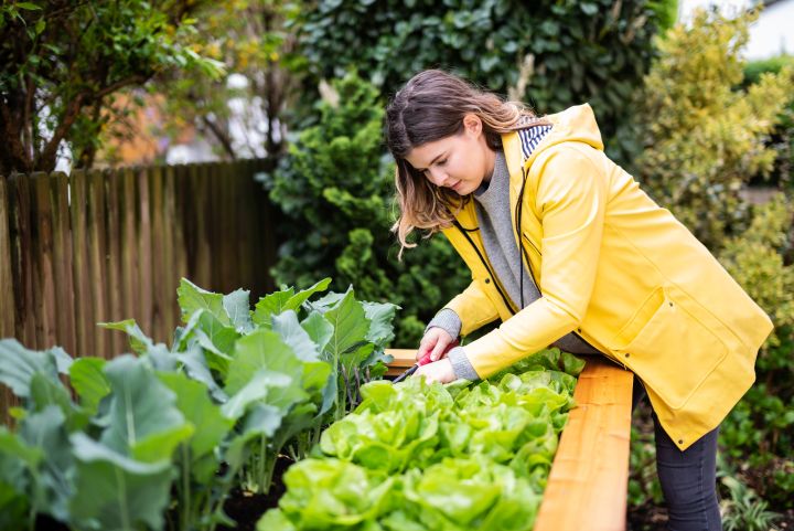 Junge Frau in gelben Regenmantel verrichtet Arbeit an einem Hochbeet voller Salate