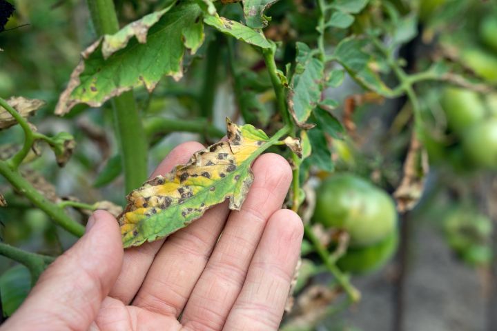 In einer Hand liegt ein befallenes Blat einer Tomatenpflanze 