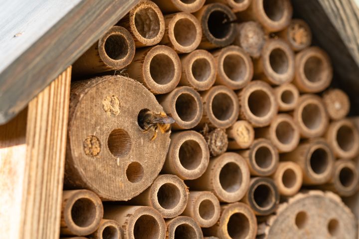 Wildbienen kriechen aus einem Insektenhotel