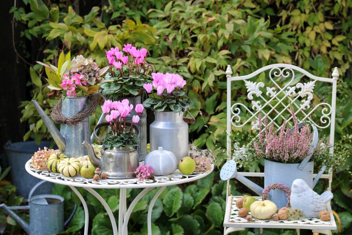 Zu sehen Herbstblumen im Eimer mit rosa und violetten Alpenveilchen auf einem weißen Tisch neben einem weißen Stuhl, auf dem ebenfalls eine Kübelpflanze steht