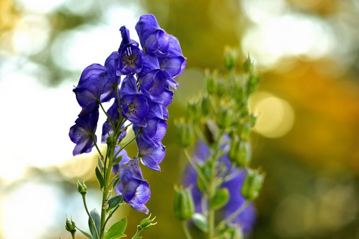 Blaue Pflanze mit dem Namen Blauen Eisenhut, deren Blüten von nah zu sehen sind