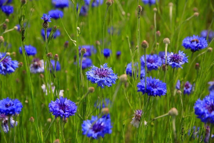 Eine Wiese mit vielen blauen, zarten Blumen, die sich Kornblume nennen