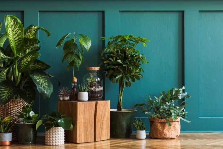 Komposition verschiedener grüner Zimmerpflanzen auf Holzboden vor türkiser Wand