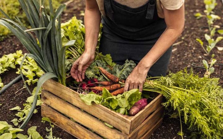 Frau beugt sich über eine Holzkiste, in dem sich frisch geerntetes Gemüse befindet